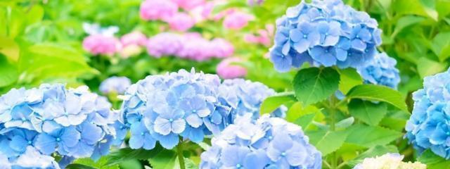 風流な景色を楽しもう！茨城の「あじさい」名所10選♪【2025年版】