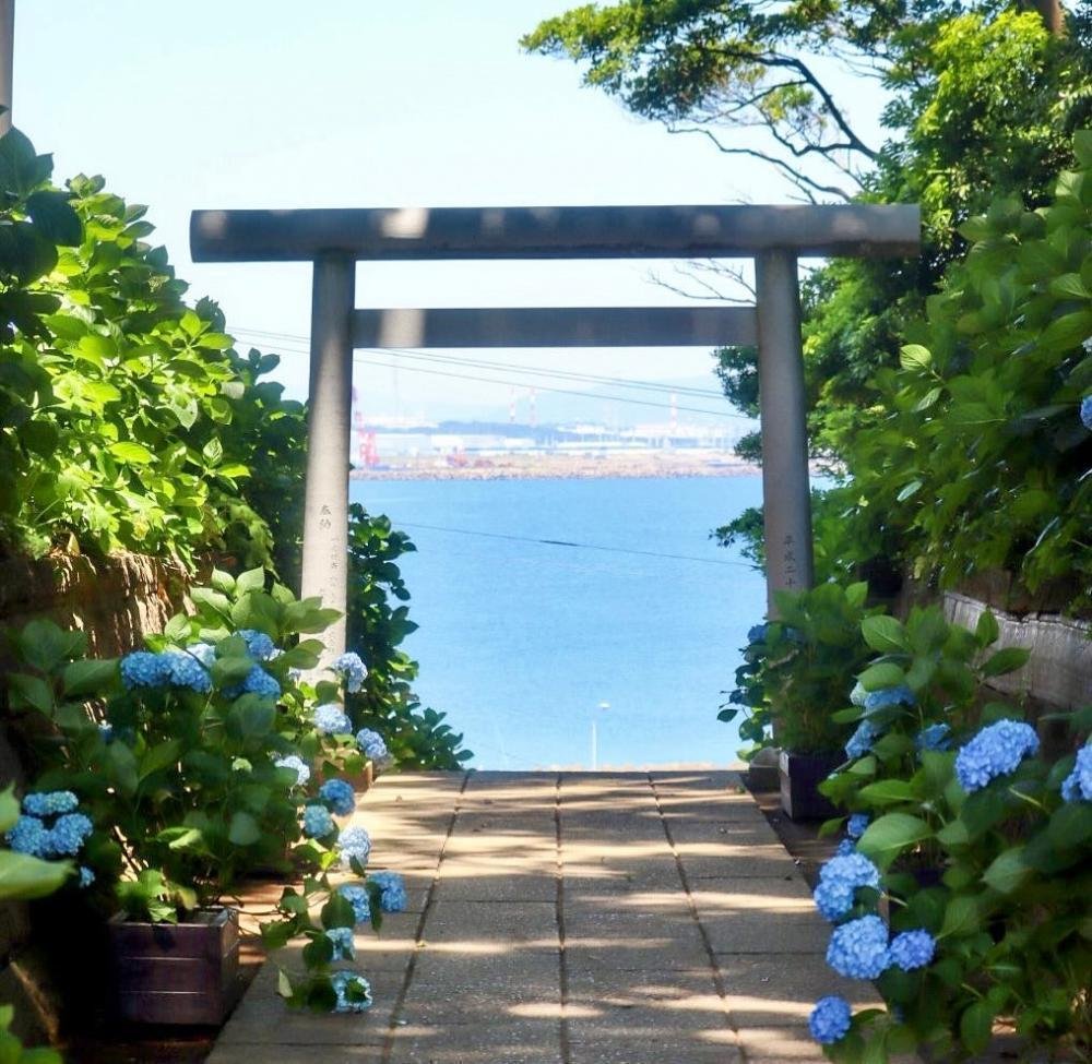 ひたちなか市【酒列磯前神社】
紫陽花と海が織りなす初夏の絶景