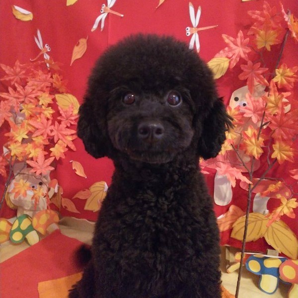 ペットハウス フォーレ東海