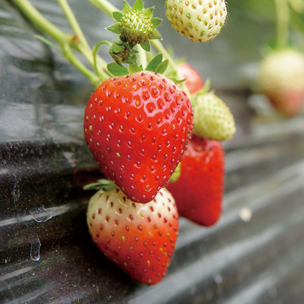 かさま観光いちご園(笠間みんげい)