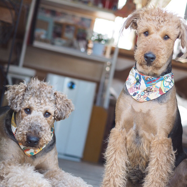 わんわん美容室 Betty