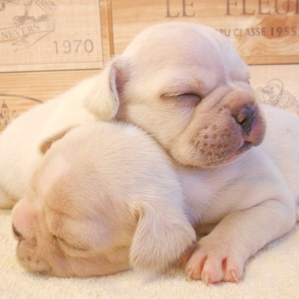 ジャパンペッツアカデミー