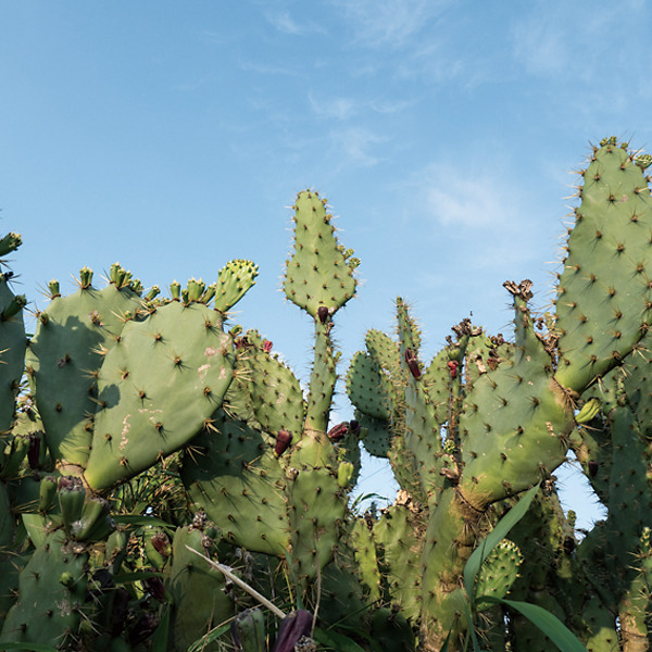 ウチワサボテン群生地