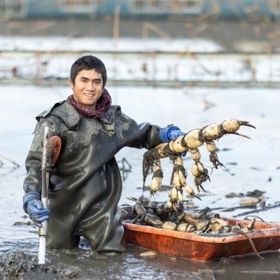 レンコン「珠美」の山口ファーム