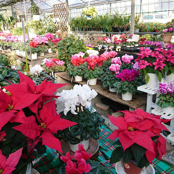 小山グリーンズ