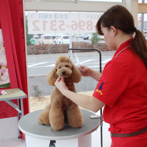 Esthetic Health＆Beauty for Dogs Miss Lacy