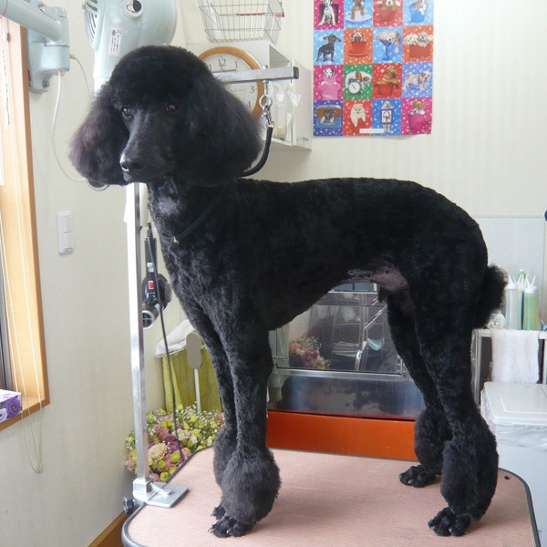 ドッグサロン POWER WAVE