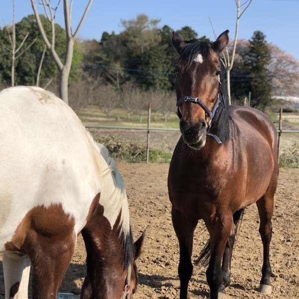 大和ホースパーク