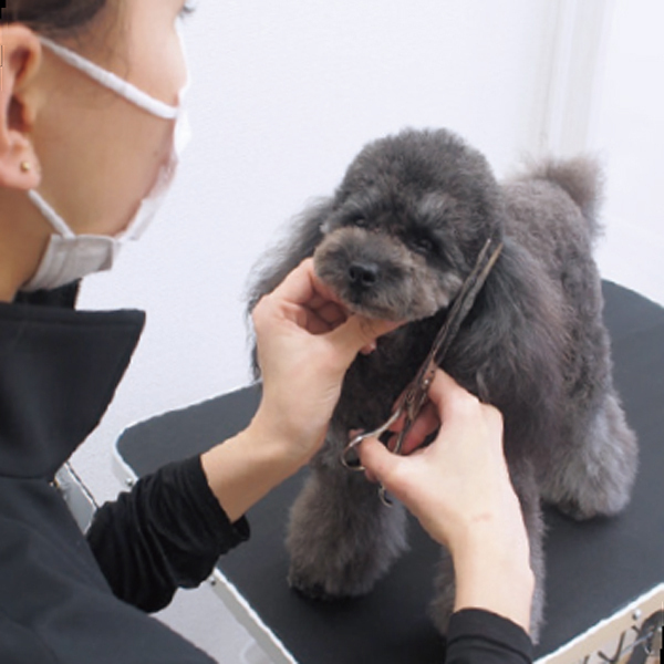 Dog Beauty Pro Bow wow