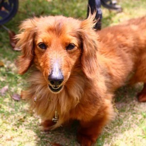 ドッグスクール あっぷとぅ