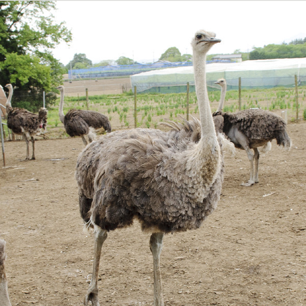 ダチョウ王国