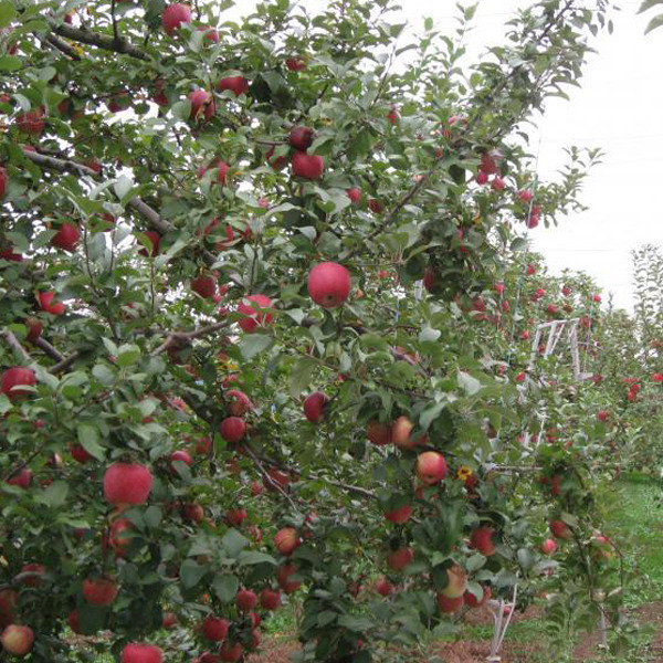 宮本観光果樹園