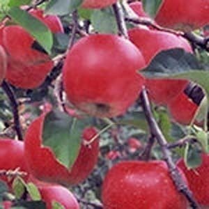 小野瀬りんご園