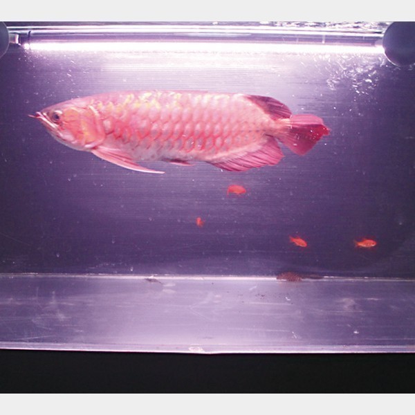 アクアリウムかぶき