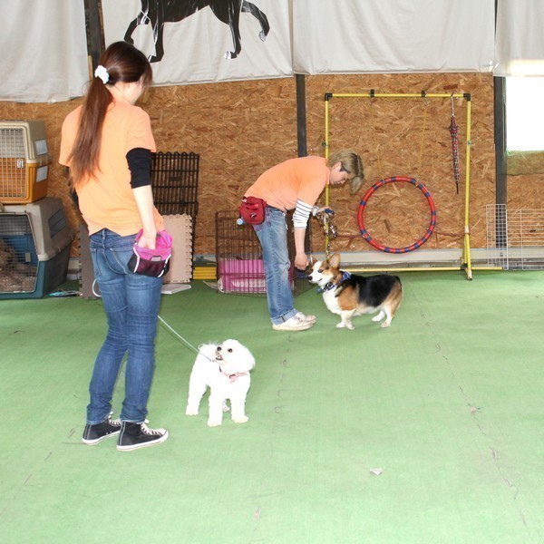 ドックスクール しあわせセット ～犬のようち園～