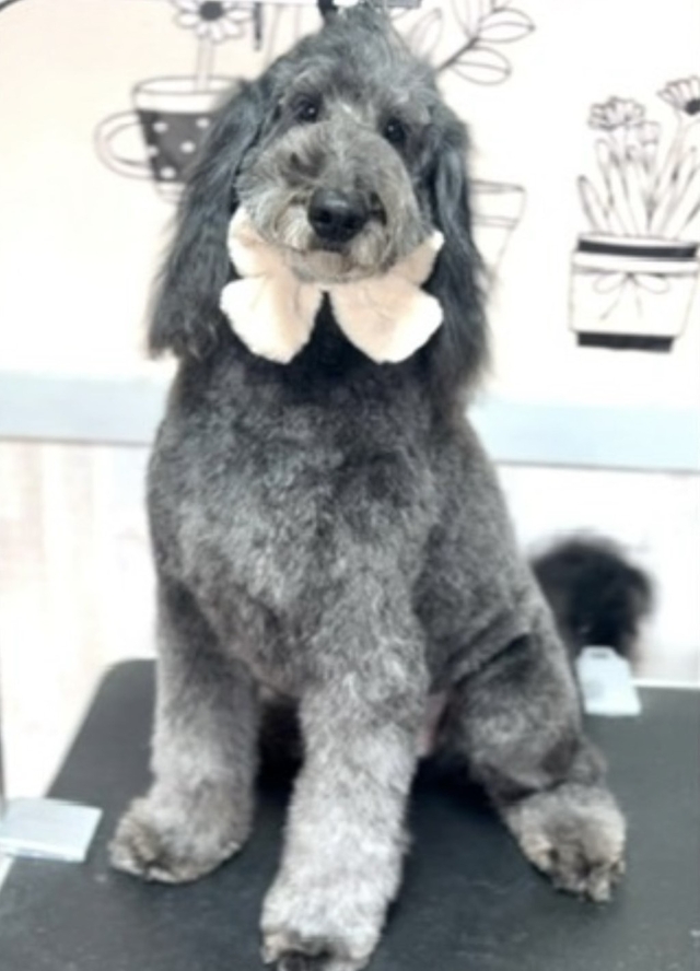 Dog House ViVi  ～トリミングホテル～