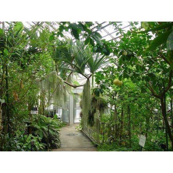 筑波実験植物園