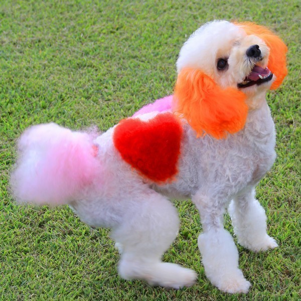 ラブリードッグサロン ルシアン