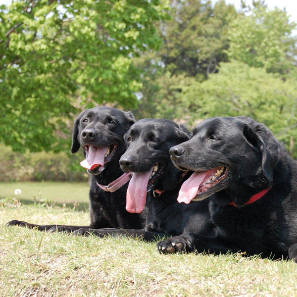 愛犬しつけ教室＆雑貨 Good Dog