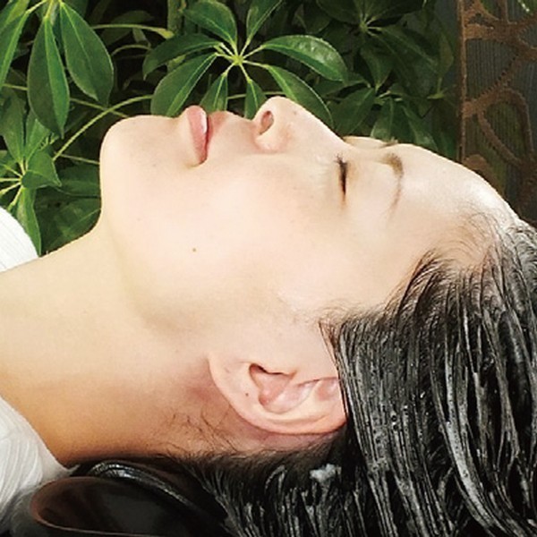 アンシャンテ桜