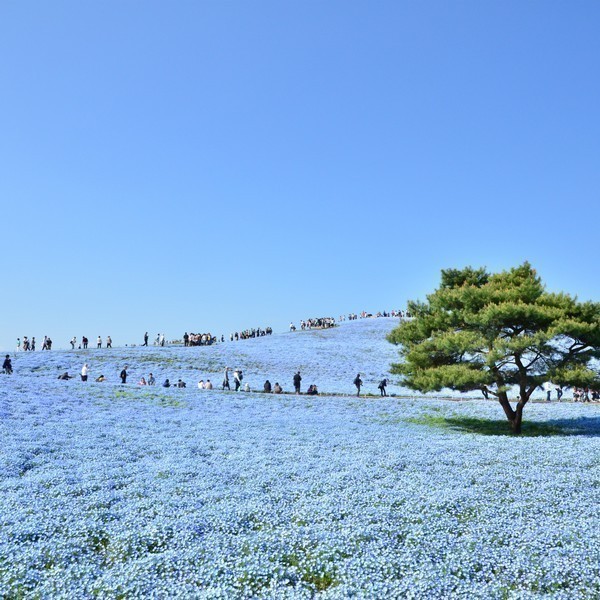 国営ひたち海浜公園