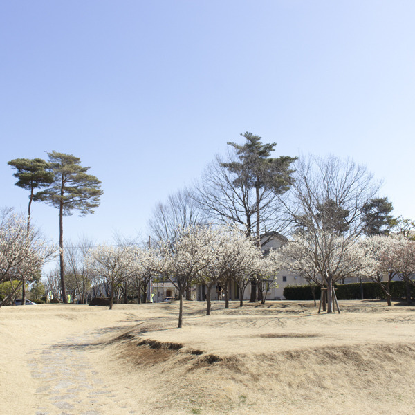 さくら公園