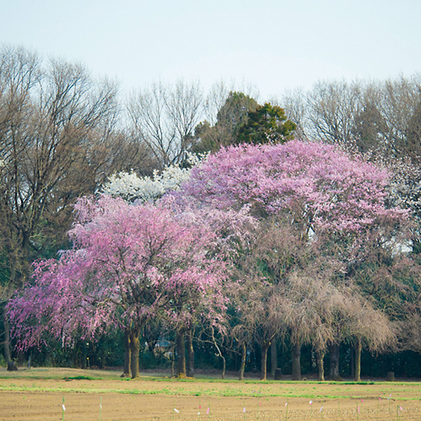 結城農場・桜見本園