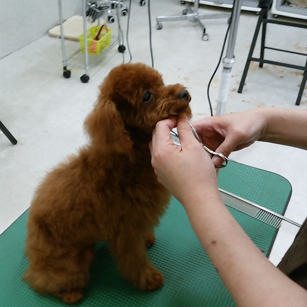 ペットコミュニティプラザ ひたち野うしく店